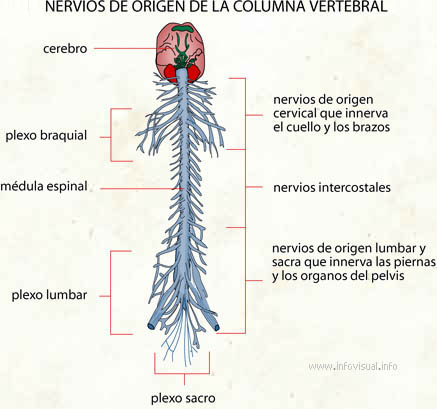 Nervios de origen de la columna vertebral